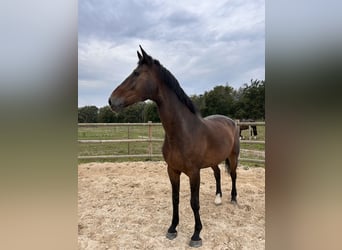 Belgisches Warmblut, Wallach, 16 Jahre, 176 cm, Dunkelbrauner