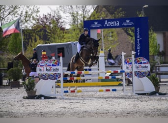 Belgisches Warmblut, Wallach, 16 Jahre, Brauner