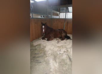 Belgisches Warmblut, Wallach, 17 Jahre, 160 cm, Dunkelfuchs