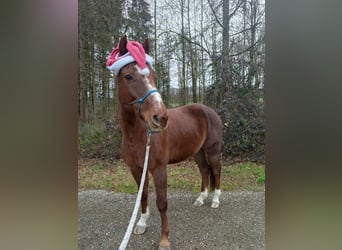 Belgisches Warmblut, Wallach, 17 Jahre, 160 cm, Dunkelfuchs