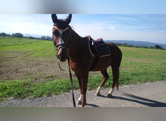 Belgisches Warmblut, Wallach, 17 Jahre, 160 cm, Dunkelfuchs