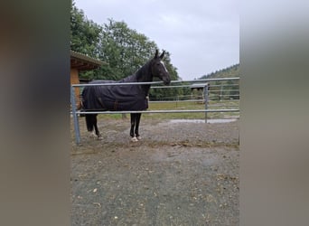 Belgisches Warmblut, Wallach, 17 Jahre, 165 cm, Dunkelbrauner