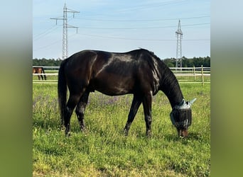 Belgisches Warmblut, Wallach, 17 Jahre, 169 cm, Schwarzbrauner