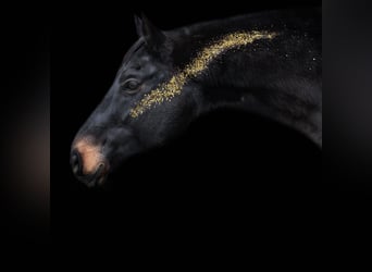 Belgisches Warmblut, Wallach, 17 Jahre, 169 cm, Schwarzbrauner