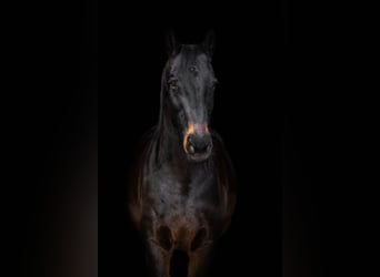 Belgisches Warmblut, Wallach, 17 Jahre, 170 cm, Schwarzbrauner