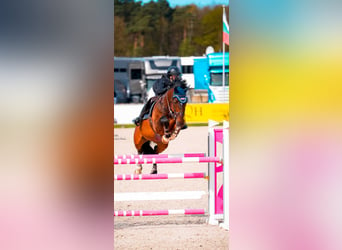 Belgisches Warmblut, Wallach, 17 Jahre, 172 cm, Brauner