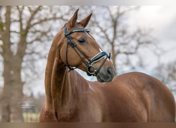 Belgisches Warmblut, Wallach, 17 Jahre, 172 cm, Rotfuchs