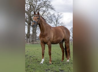 Belgisches Warmblut, Wallach, 17 Jahre, 172 cm, Rotfuchs