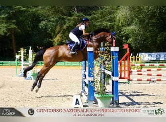 Belgisches Warmblut, Wallach, 17 Jahre, 173 cm, Brauner