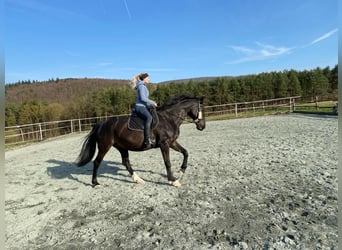 Belgisches Warmblut, Wallach, 18 Jahre, 164 cm, Rappe