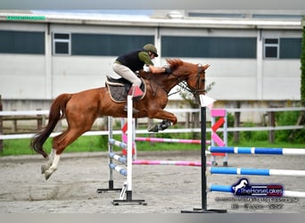 Belgisches Warmblut, Wallach, 18 Jahre, 170 cm, Roan-Red