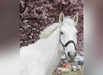 Belgisches Warmblut, Wallach, 18 Jahre, 180 cm, Schimmel