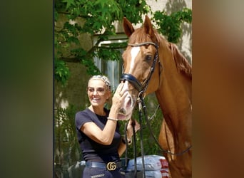 Belgisches Warmblut, Wallach, 18 Jahre, 182 cm, Fuchs
