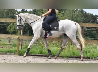 Belgisches Warmblut, Wallach, 21 Jahre, 168 cm, Schimmel