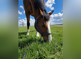 Belgisches Warmblut, Wallach, 21 Jahre, 172 cm, Brauner