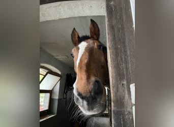 Belgisches Warmblut, Wallach, 26 Jahre, 175 cm, Fuchs