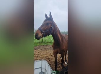Belgisches Warmblut, Wallach, 2 Jahre, 157 cm, Brauner