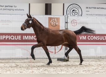 Belgisches Warmblut, Wallach, 2 Jahre, 157 cm, Brauner