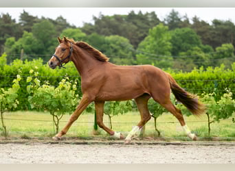 Belgisches Warmblut, Wallach, 2 Jahre, 165 cm, Fuchs
