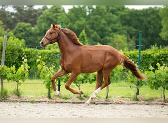 Belgisches Warmblut, Wallach, 2 Jahre, 165 cm, Fuchs