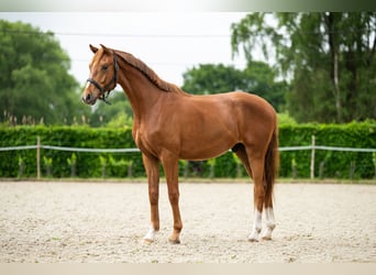 Belgisches Warmblut, Wallach, 2 Jahre, 165 cm, Fuchs