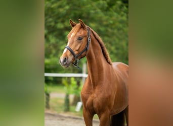 Belgisches Warmblut, Wallach, 2 Jahre, 165 cm, Fuchs