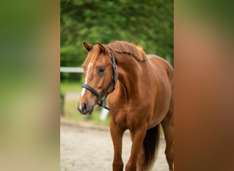 Belgisches Warmblut, Wallach, 2 Jahre, 165 cm, Fuchs