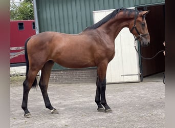 Belgisches Warmblut, Wallach, 2 Jahre, 166 cm, Brauner