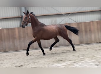 Belgisches Warmblut, Wallach, 2 Jahre, 166 cm, Brauner