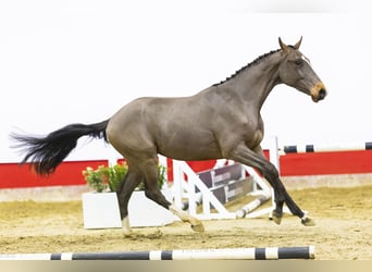 Belgisches Warmblut, Wallach, 3 Jahre, 160 cm, Brauner