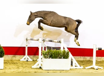 Belgisches Warmblut, Wallach, 3 Jahre, 160 cm, Brauner