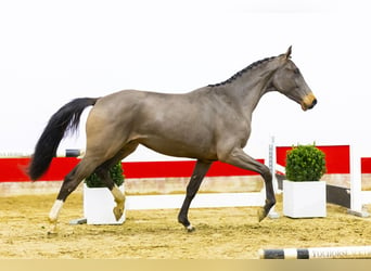 Belgisches Warmblut, Wallach, 3 Jahre, 160 cm, Brauner