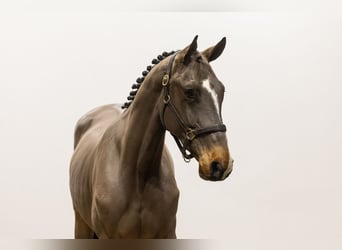 Belgisches Warmblut, Wallach, 3 Jahre, 160 cm, Brauner