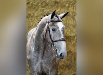 Belgisches Warmblut, Wallach, 3 Jahre, 162 cm, Schimmel