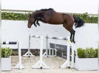 Belgisches Warmblut, Wallach, 3 Jahre, 164 cm, Brauner