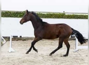 Belgisches Warmblut, Wallach, 3 Jahre, 164 cm, Brauner