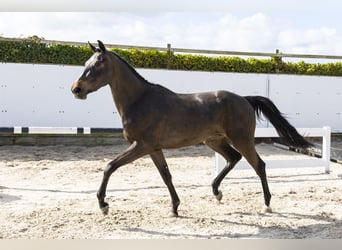 Belgisches Warmblut, Wallach, 3 Jahre, 164 cm, Dunkelbrauner