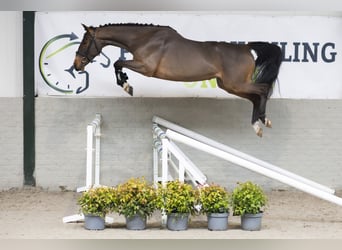 Belgisches Warmblut, Wallach, 3 Jahre, 164 cm