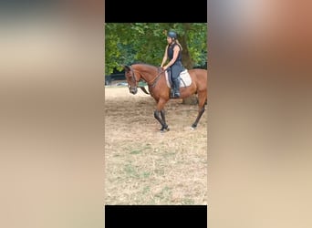 Belgisches Warmblut, Wallach, 3 Jahre, 165 cm, Brauner