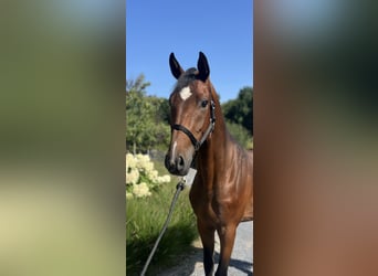 Belgisches Warmblut, Wallach, 3 Jahre, 165 cm, Brauner