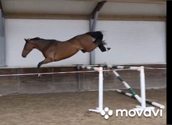 Belgisches Warmblut, Wallach, 3 Jahre, 165 cm, Brauner