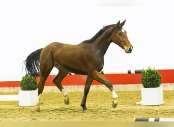 Belgisches Warmblut, Wallach, 3 Jahre, 165 cm, Brauner