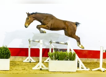 Belgisches Warmblut, Wallach, 3 Jahre, 165 cm, Brauner