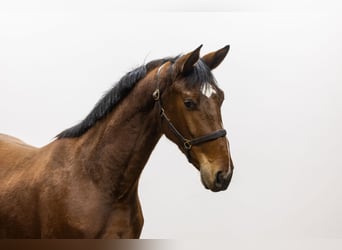 Belgisches Warmblut, Wallach, 3 Jahre, 165 cm, Brauner