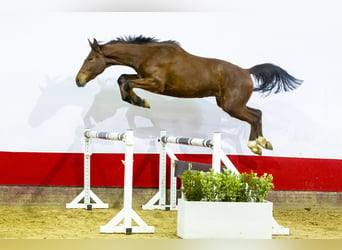 Belgisches Warmblut, Wallach, 3 Jahre, 165 cm, Brauner