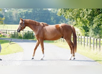 Belgisches Warmblut, Wallach, 3 Jahre, 165 cm, Dunkelfuchs