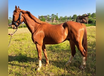 Belgisches Warmblut, Wallach, 3 Jahre, 165 cm, Fuchs