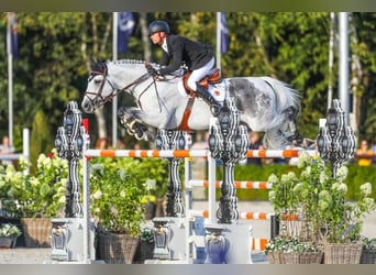 Belgisches Warmblut, Wallach, 3 Jahre, 165 cm, Schimmel