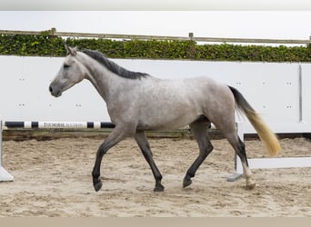 Belgisches Warmblut, Wallach, 3 Jahre, 165 cm, Schimmel