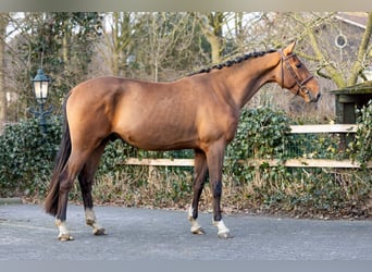Belgisches Warmblut, Wallach, 3 Jahre, 165 cm